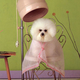 Image for article titled Which Mutt Deserves The Makeover?